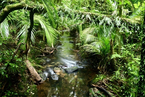 Ratapihipihi Scenic Reserve
