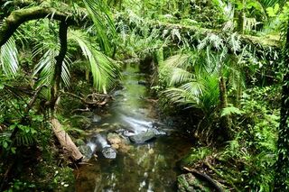 Ratapihipihi Scenic Reserve