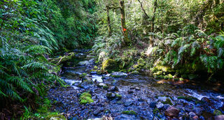 Ngatoro Track