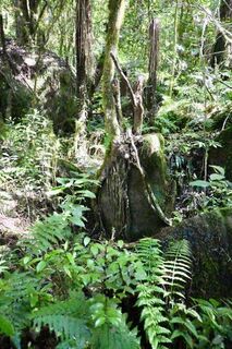 Mangataki Scenic Reserve