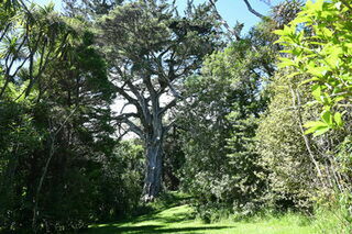 Wainui Reserve Bush Park