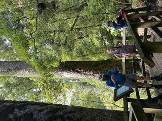 Rapurapu Kauri Track