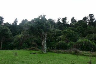 Rewanui Forest Park